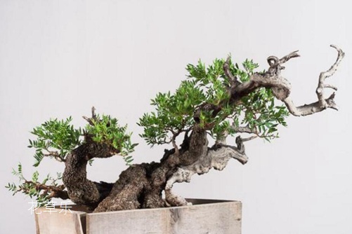 去黑头膏亚洲av无码成人精品国产，终结草莓鼻的神奇魔法